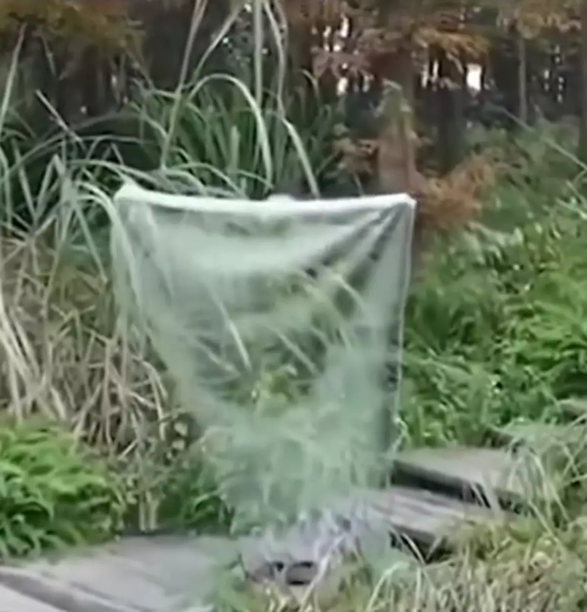 Chinese scientists have created a real 'invisibility cloak'