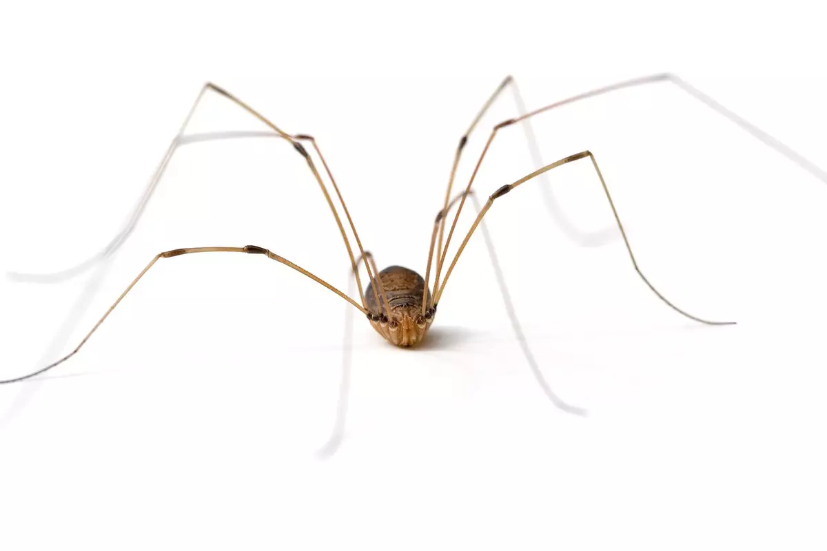 Man Makes Daddy Long Legs Bite Him To Test If They Are one Of Most man-makes-daddy-long-legs-bite-him-to-test-if-they-are-one-of-most