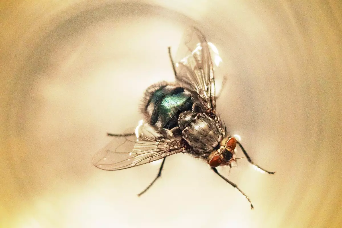Picture Ifa Fly Truth behind whether or not you can still have your drink if a fly ...