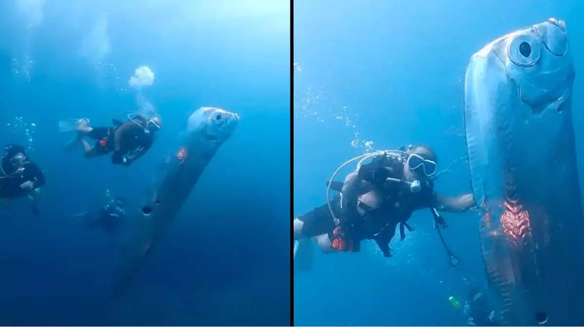 Divers found a terrifying 6ft-long sea creature believed to be sign of ...