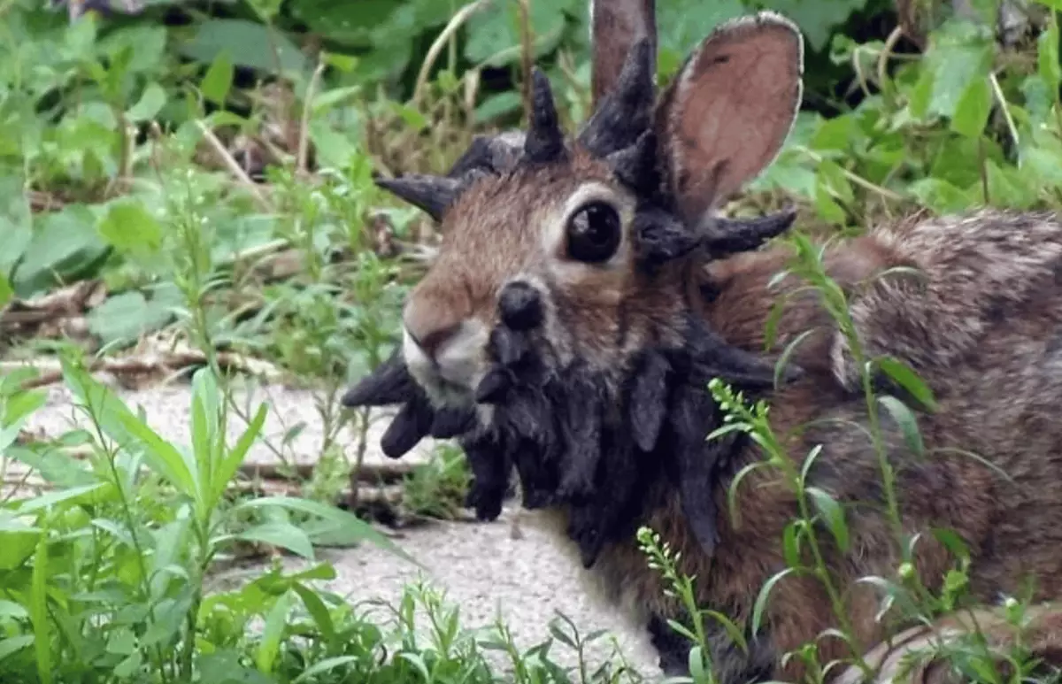 Everything we know about 'Frankenstein' rabbits with face tentacles as ...