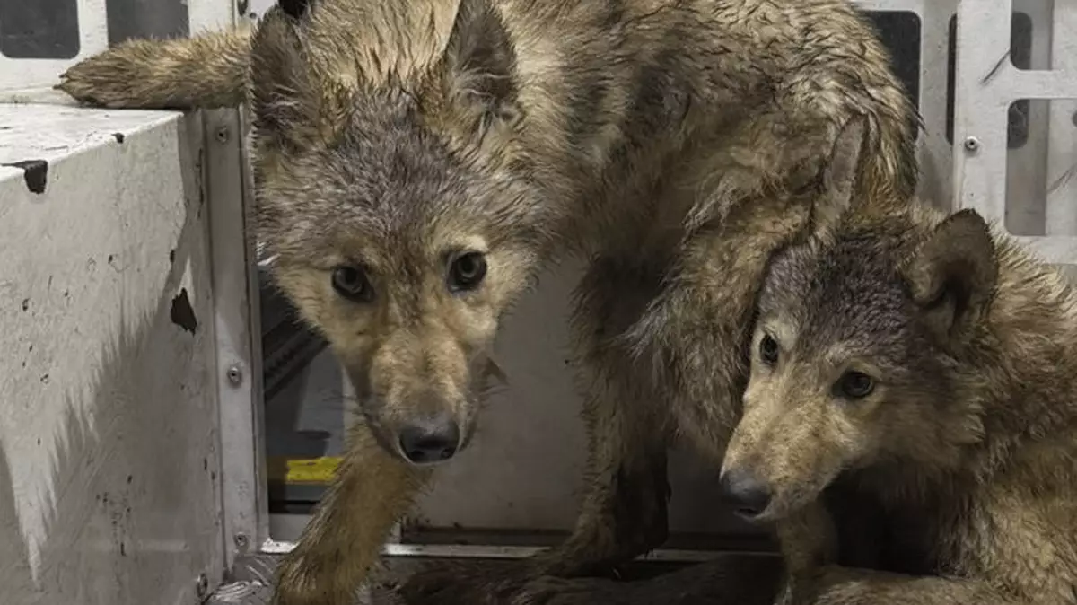 Police update as bizarre 'wolves' spotted roaming around Lancashire by ...