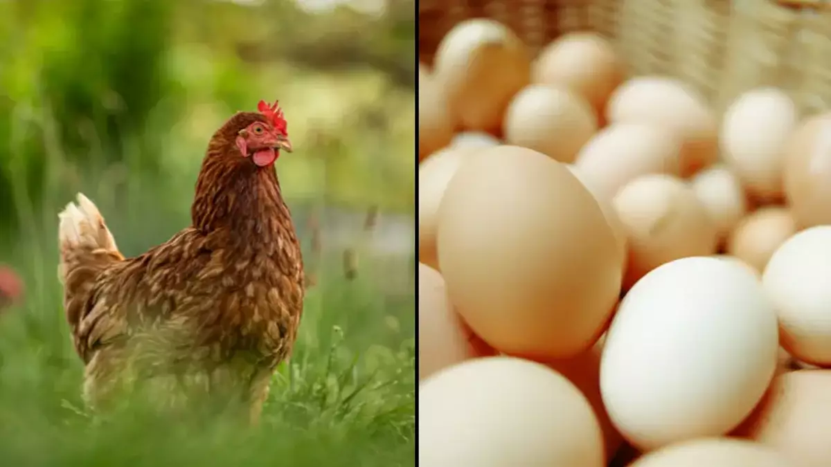 Chicken or Egg Debate Answered