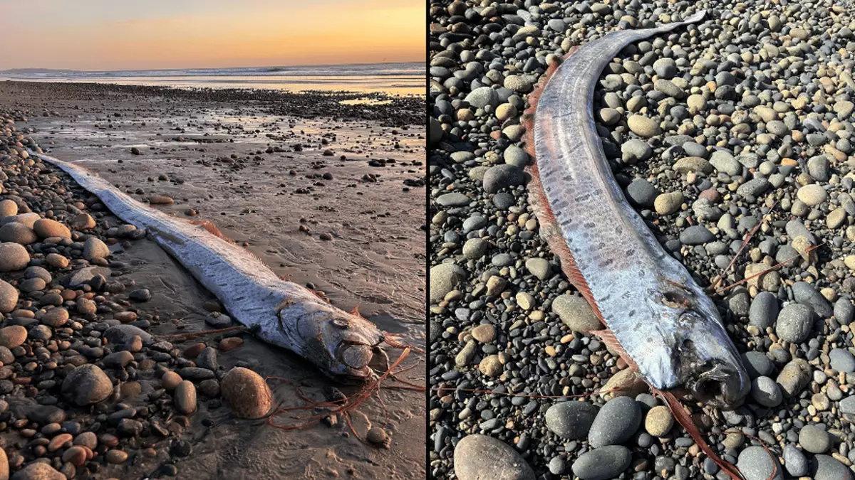 Worrying ‘harbinger of doom’ fish discovered washed up on beach that ...