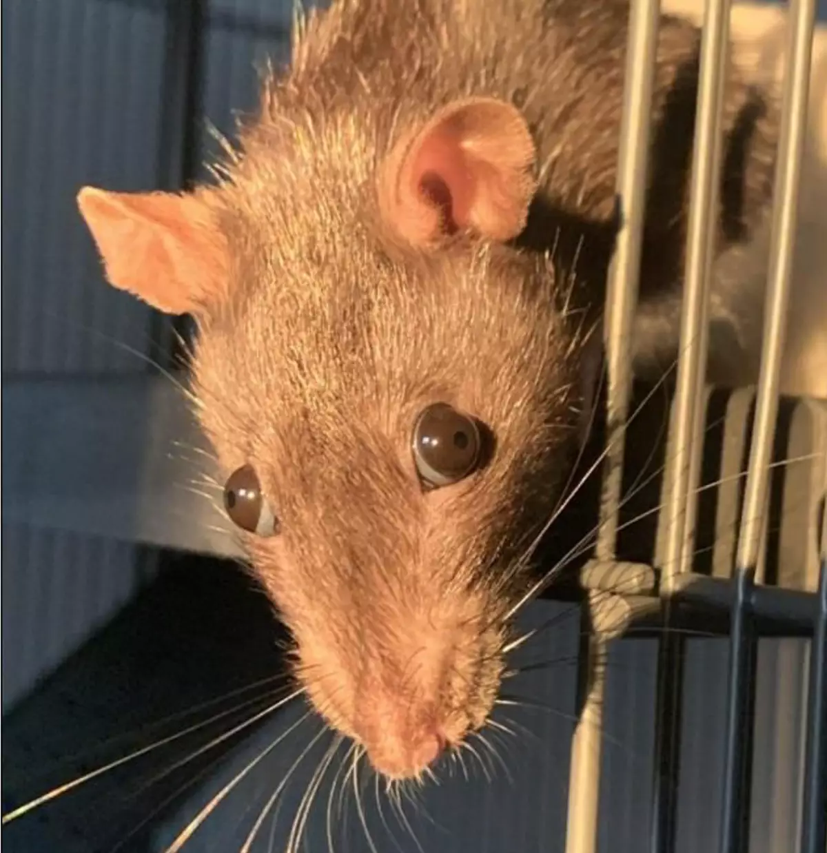 People are horrified after seeing close-up photo of a rat’s eye