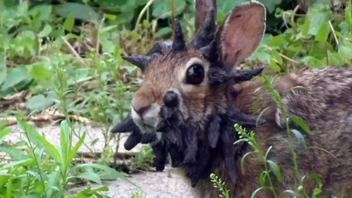 Local makes worrying point about disturbing rabbits with ‘tentacles’ as ...