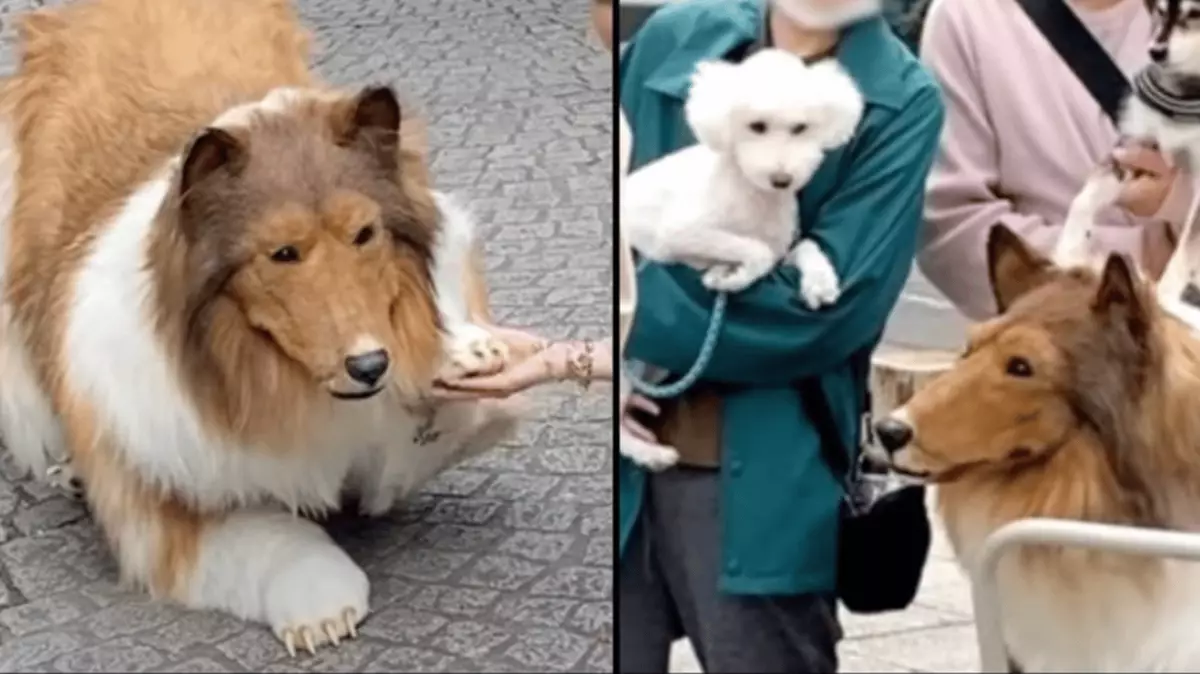 Toco Collie Japan man who spent £12,000 to become 'human border collie' Toco says ...