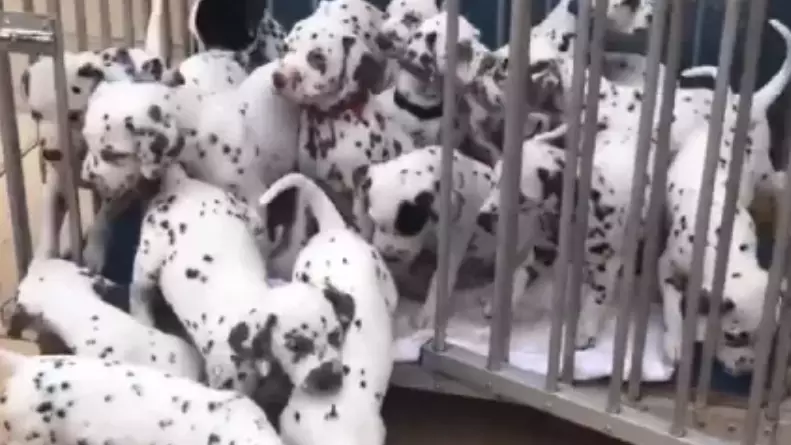 Dalmatian 19 deals puppies