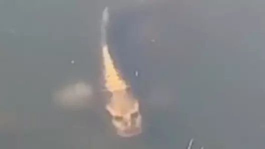 Fish Spotted With Weird 'Human Face' On Its Head