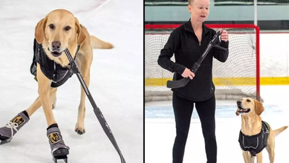 Ice Skating Dog Shows Off Skills After Being Taught By Figure