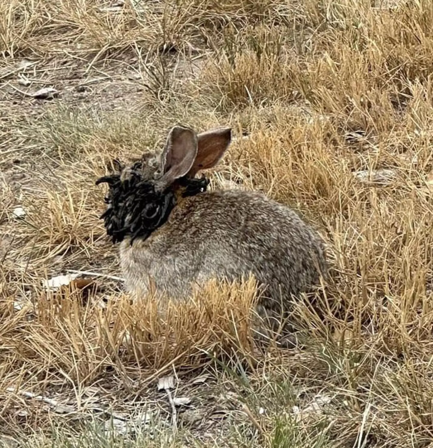 ‘Zombie rabbits’ explained after terrifying photo goes viral