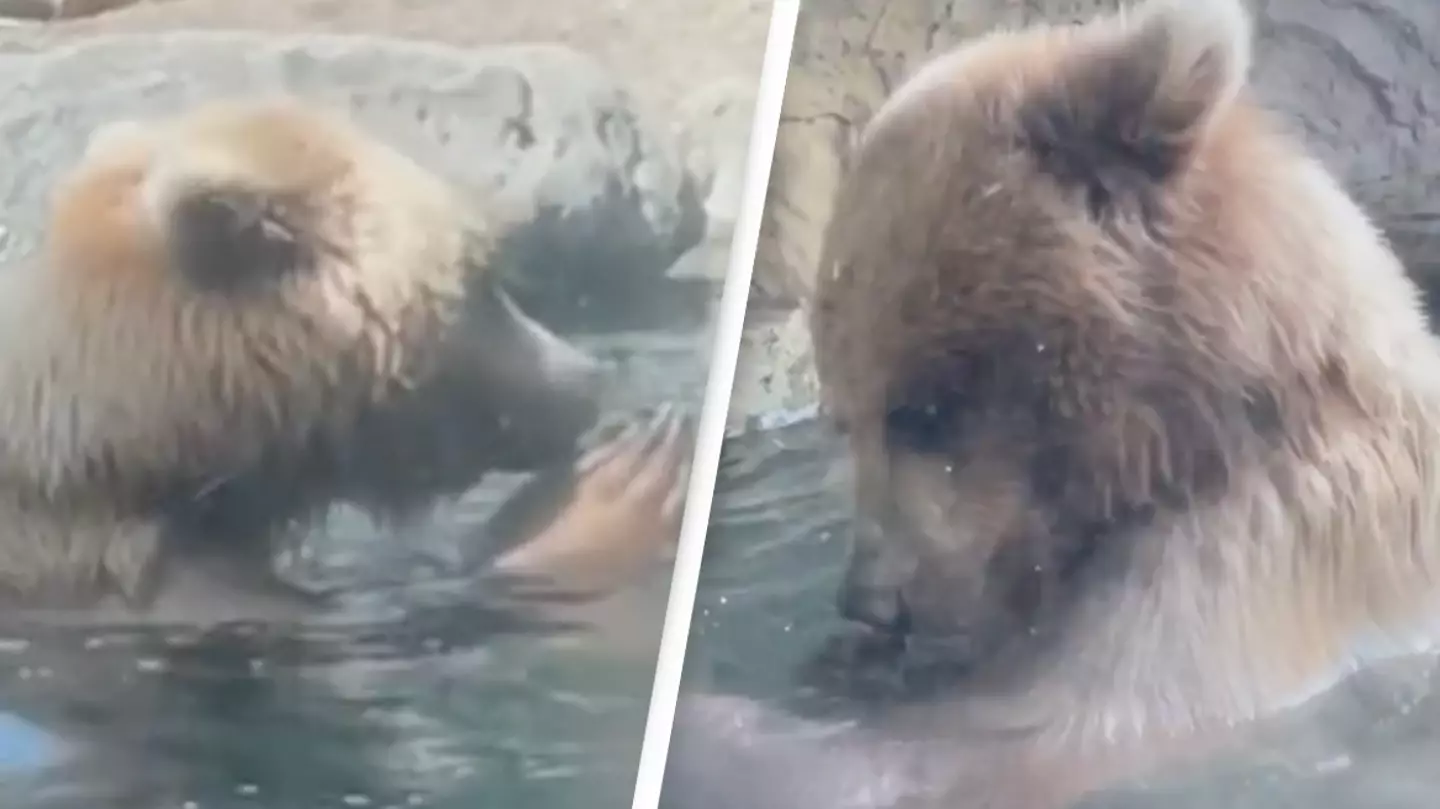 Children watch on in horror as bear eats family of ducklings at Seattle