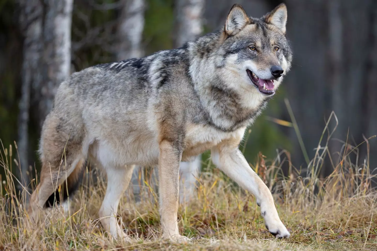 Hunting Wolves Predator Hikers issued eerie warning as apex predator not seen for a century ...