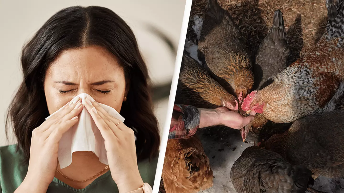 Bird flu symptoms explained as California declares state of emergency ...
