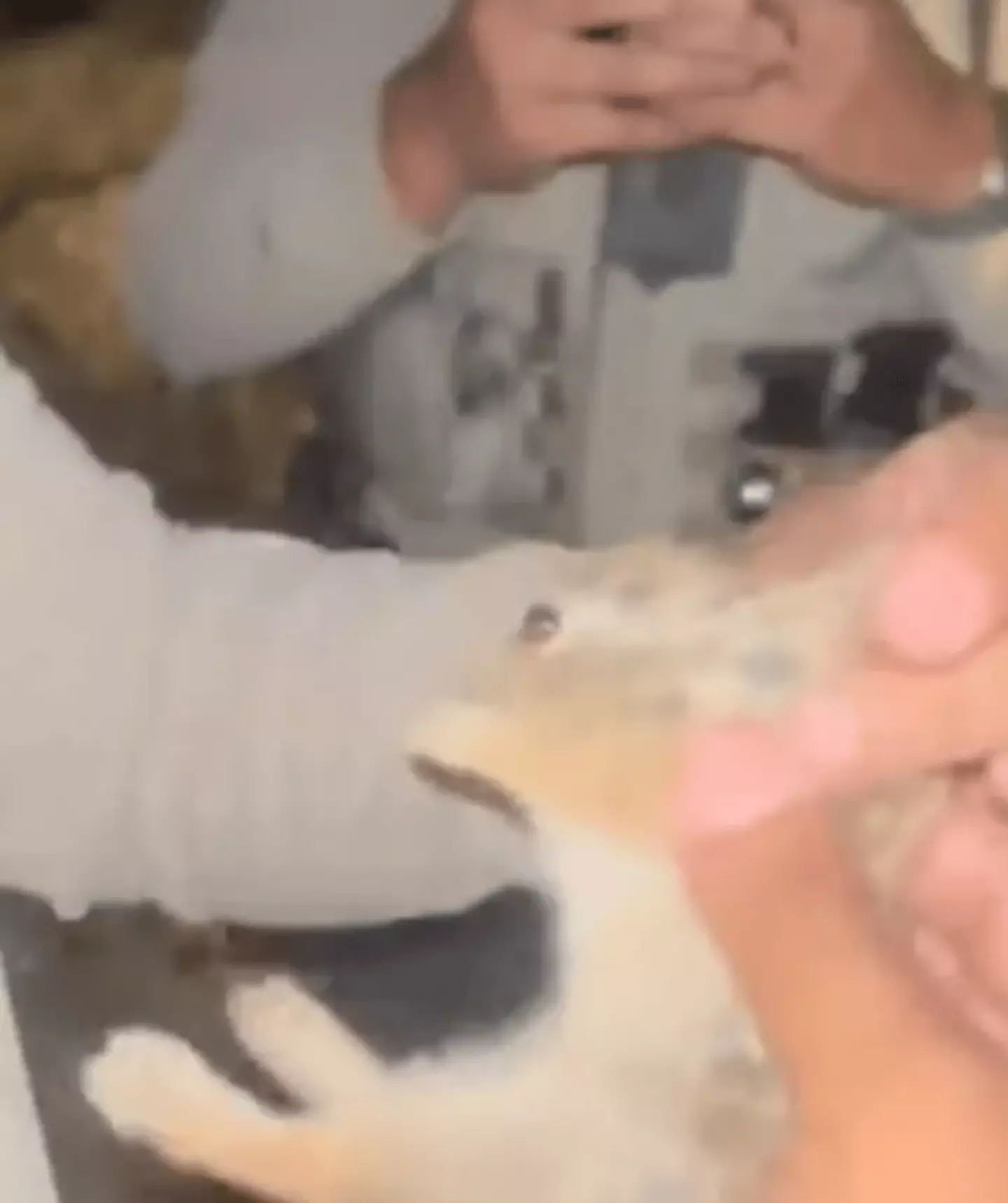 New Mexico deputies learn fate after being filmed throwing baby rabbit ...