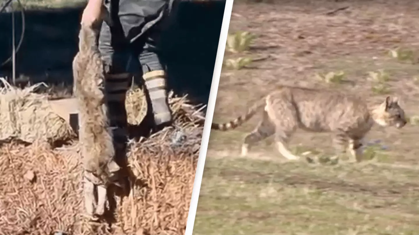 Cat Killed Rabbit Hundreds of cats killed in incredibly controversial competition where ...