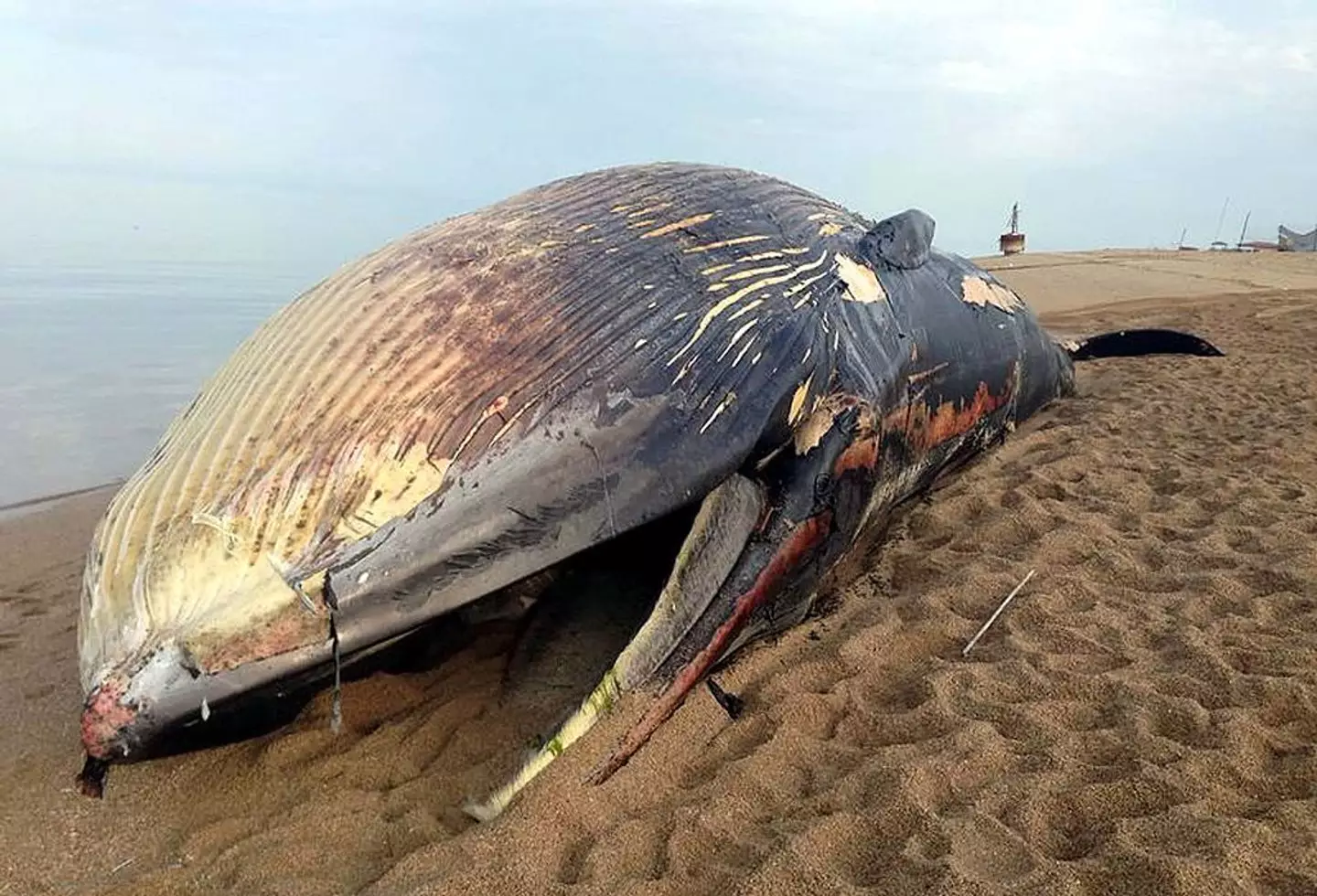 What would happen if blue whales went extinct as they go silent and ...