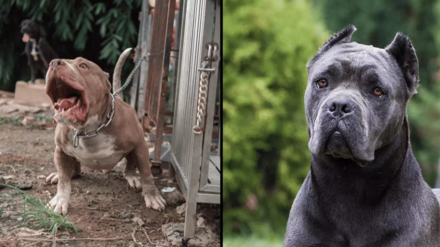 Cane Fallowing Brits now looking at ‘ancient’ dog with bite force stronger than a lion ...