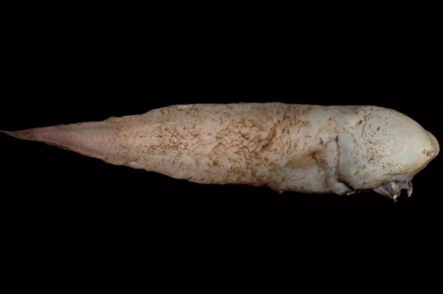 Mysterious deep sea creature with no facial features was discovered for ...