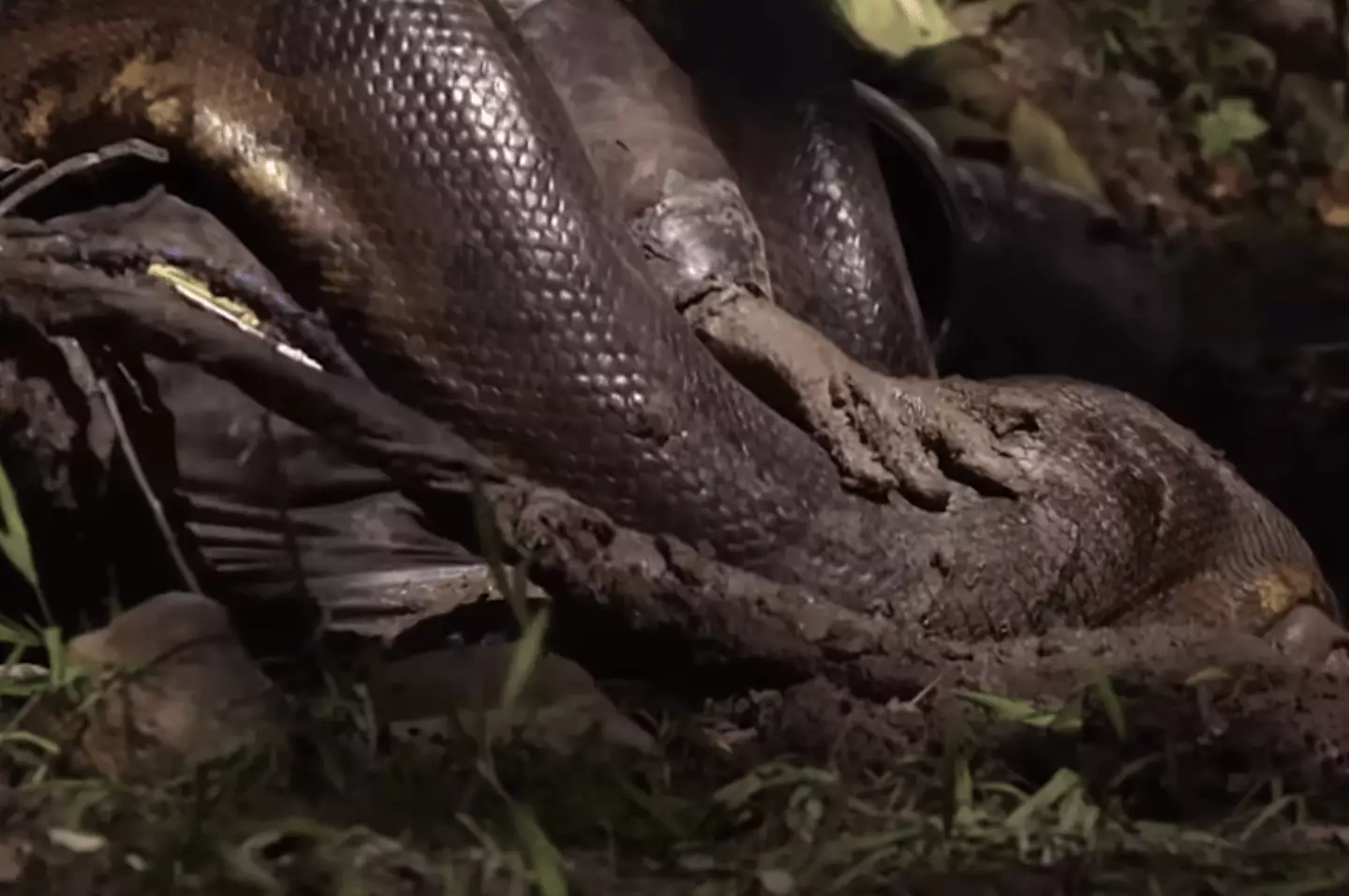 What happened to man who allowed snake to eat him alive while recording ...