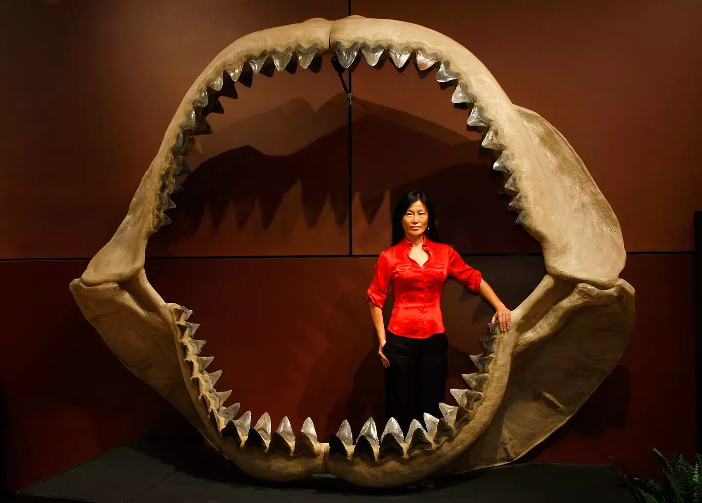 Mega Bloop Truth behind mysterious deep sea 'bloop' that had scientists convinced ...