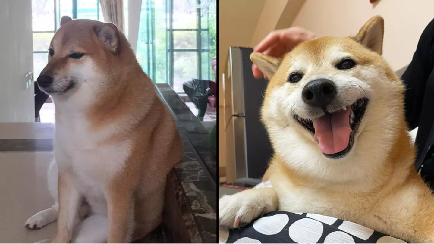 The dog behind the iconic Cheems Doge meme has sadly died