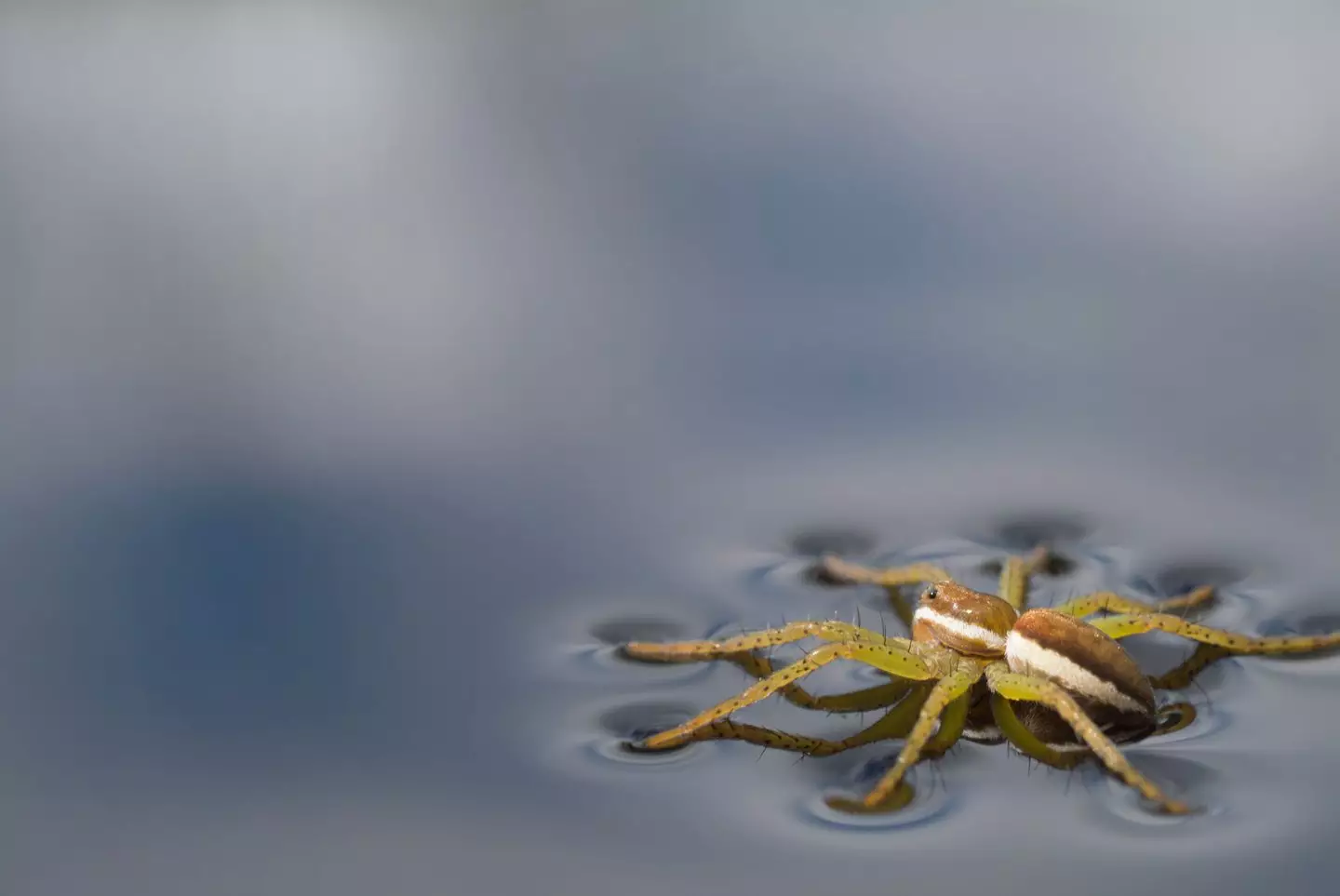 Tim Strudwick Rspb Thousands of giant spiders 'the size of a human hand' in UK after zoo ...