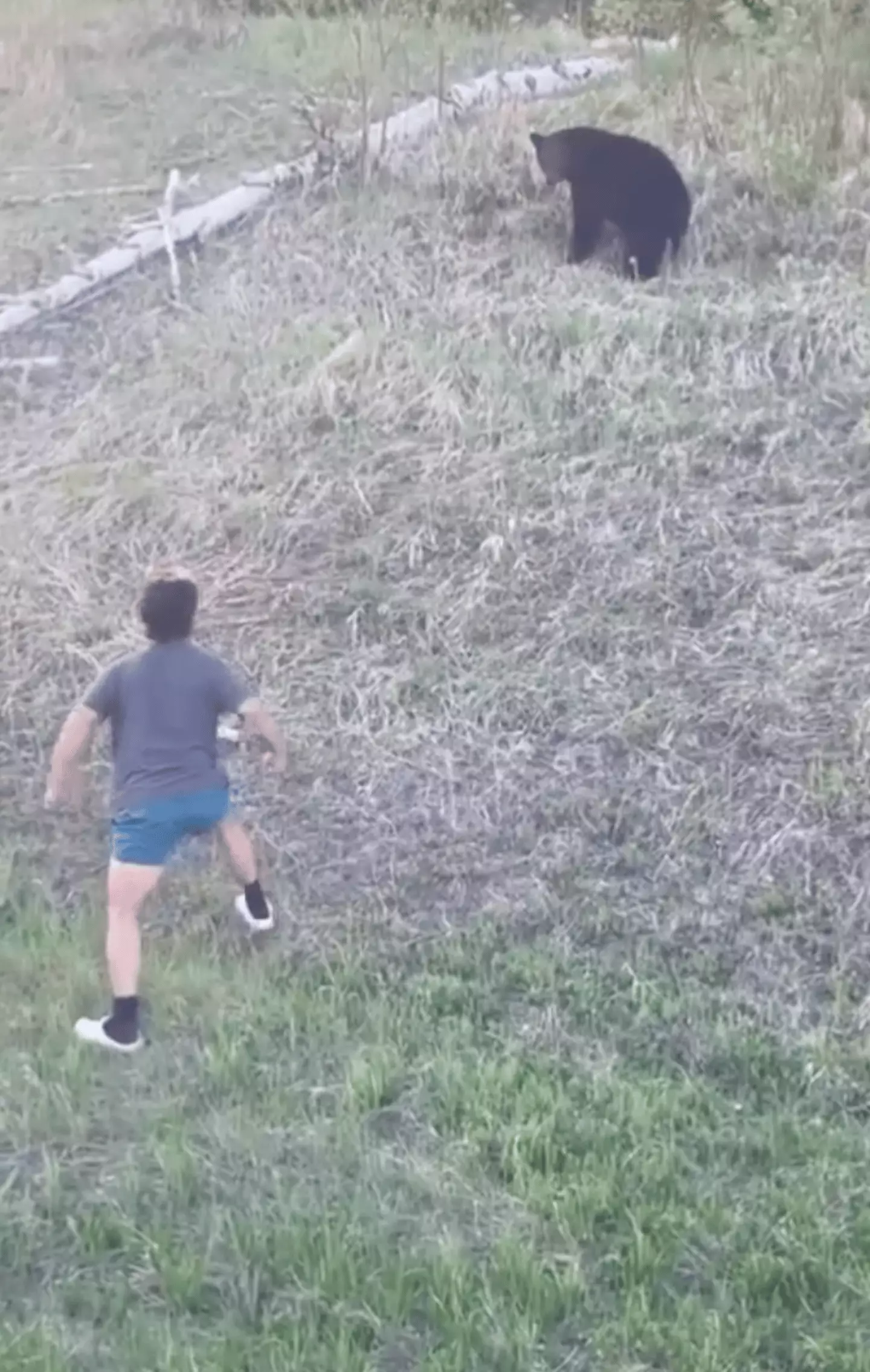 Serial bear harasser chased by huge black bear as park officials hunt ...