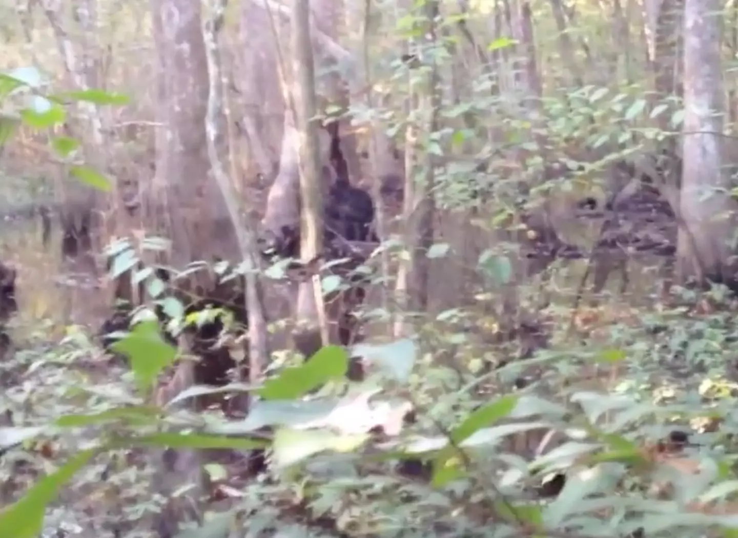 Finding Bigfoot S Best Unseen Footage