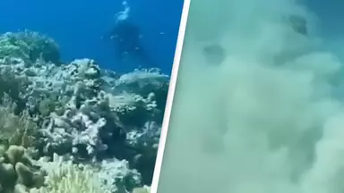 Terrifying video of what an earthquake looks like underwater is giving people nightmares