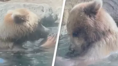 Children watch on in horror as bear eats family of ducklings in front of them at zoo