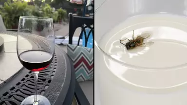 Truth behind whether or not you can still have your drink if a fly falls in it