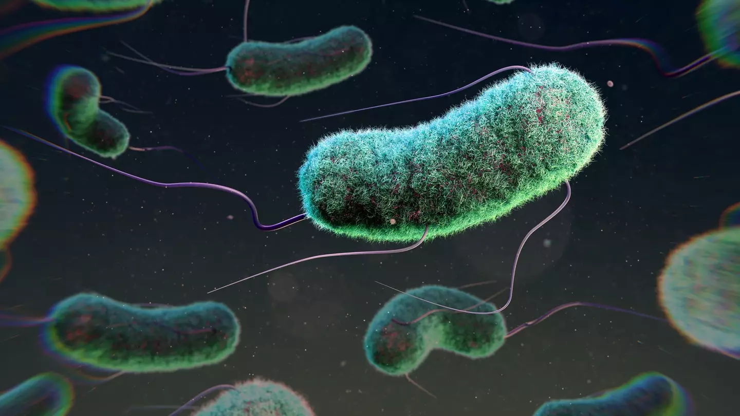 E. coli infections can range from mild to fatal (THOM LEACH / SCIENCE PHOTO LIBRARY/Getty Images)