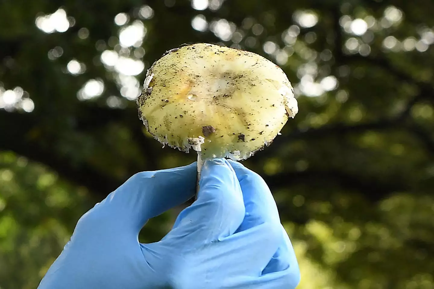 Death cap mushrooms are responsible for the majority of fatal mushroom poisonings worldwide (Williams West/Getty Images)