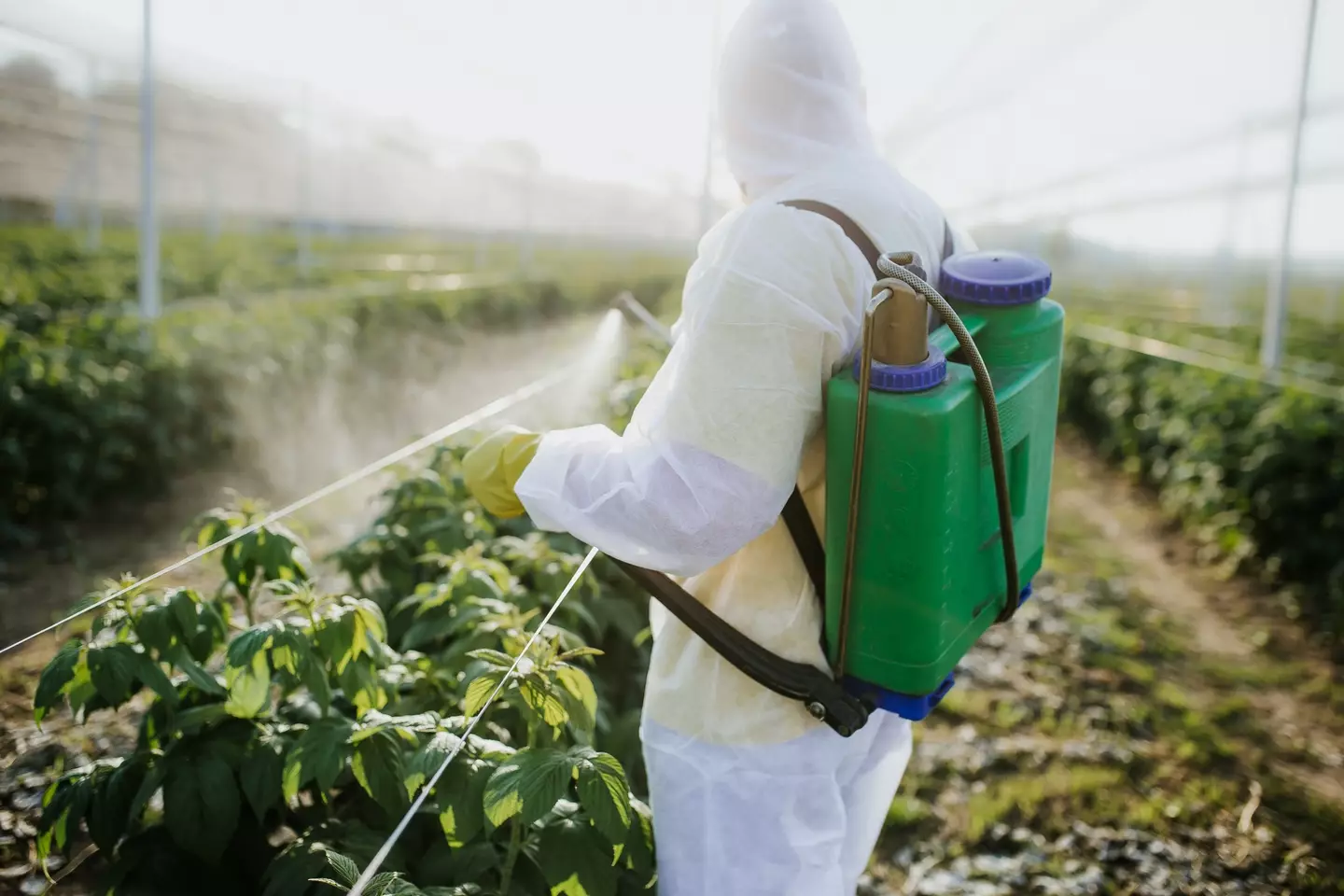 There are longstanding concerns over whether agricultural chemicals are ending up in our bodies (mladenbalinovac/Getty Images)