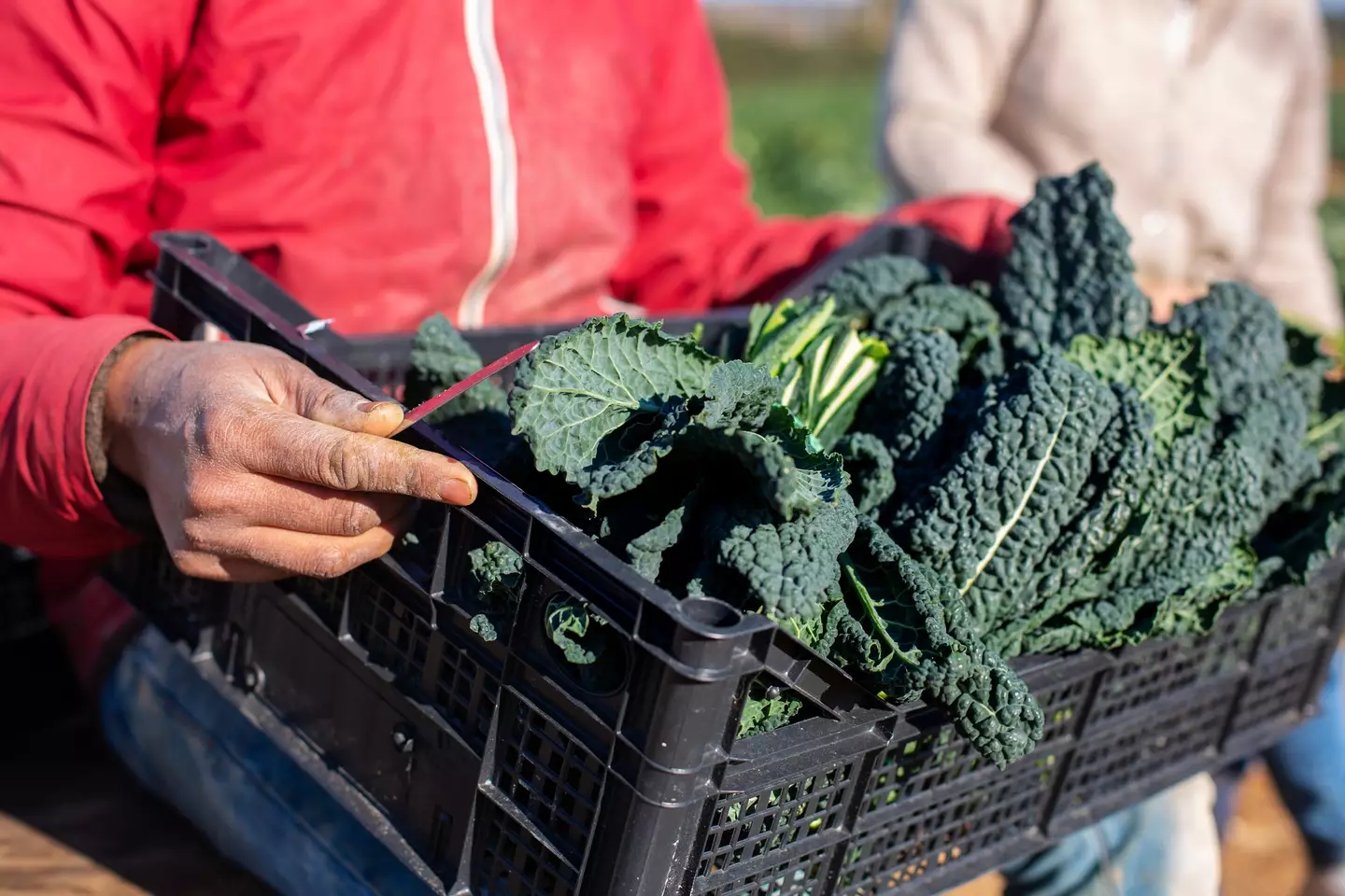 Dark, leafy vegetables offer myriad health benefits (Kathrin Ziegler/Getty Images)