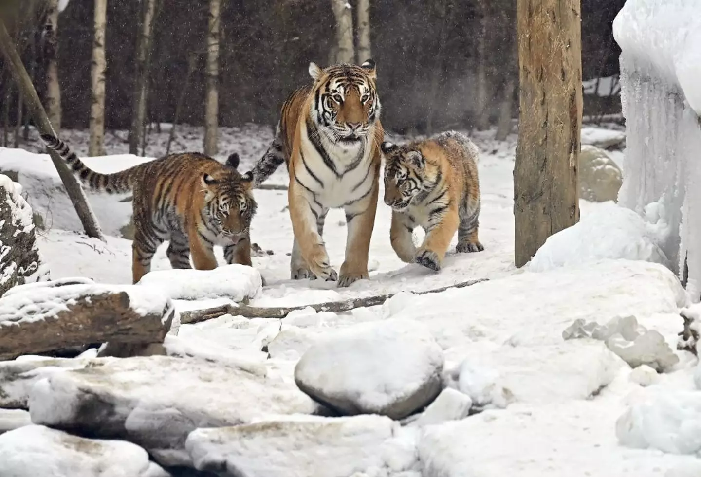 Siberian tigers are said to be hunted for food and trade (JUNG YEON-JE/Getty Images)