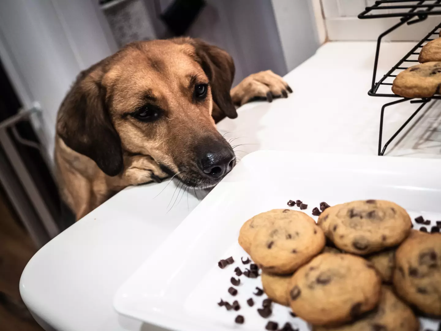 Keep chocolate and xylitol out of your fur baby's reach - Denise Panyik-Dale via Getty Images