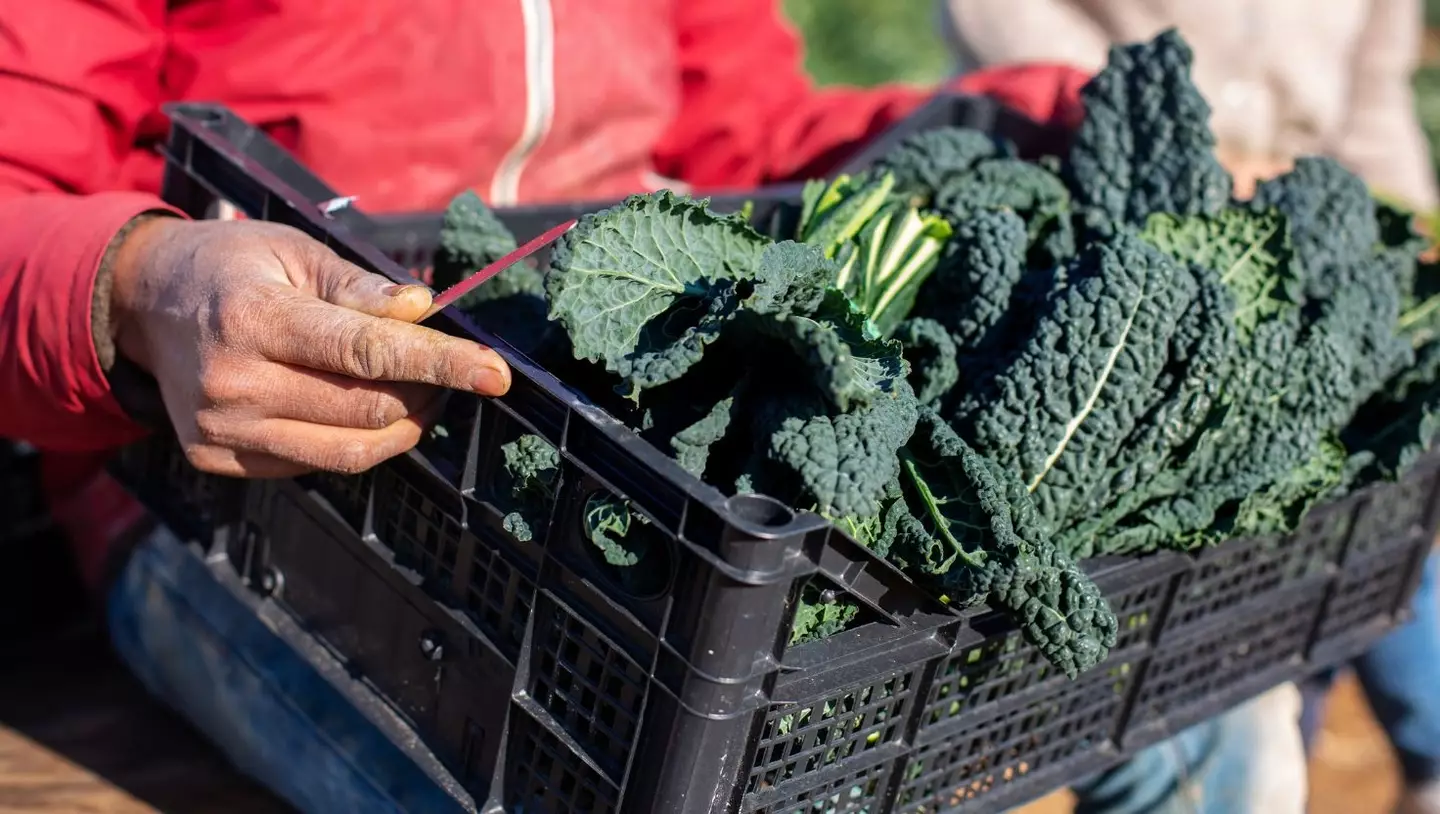 Kale has a ton of health benefits and is rich in vitamin C and K, according to an expert (Getty Stock Image)