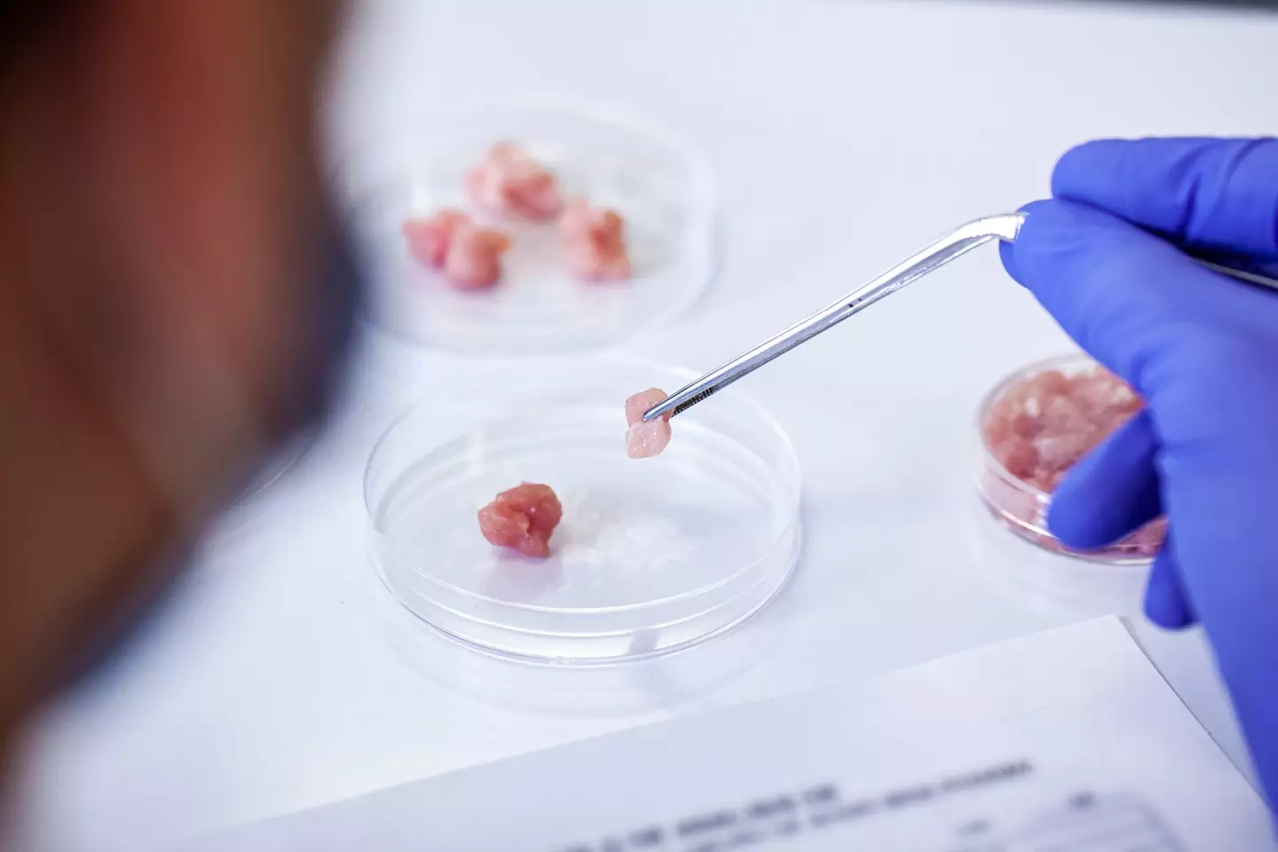 Lab-grown meat is based on cells harvested from living animals (Houston Chronicle/Hearst Newspapers / Contributor/Getty Images)