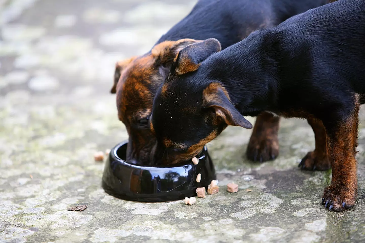 Jack Russell puppies eating food from a bowl (Tim Graham/Getty Images)