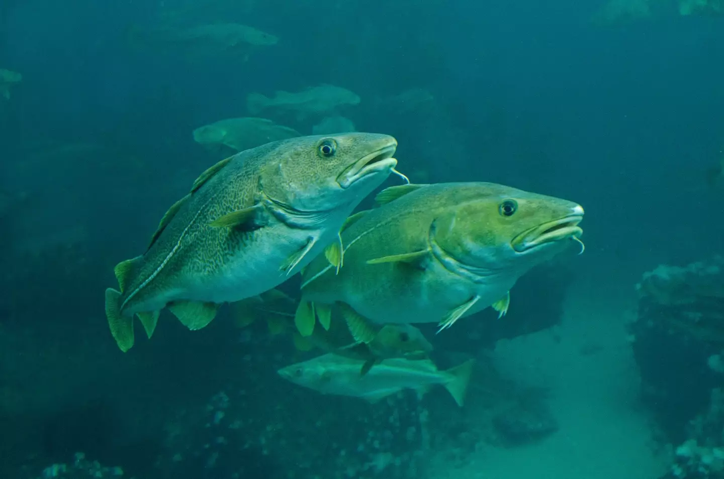 Cod is one of the most heavily-consumed fish in the UK (Gerard Soury/Getty Images)