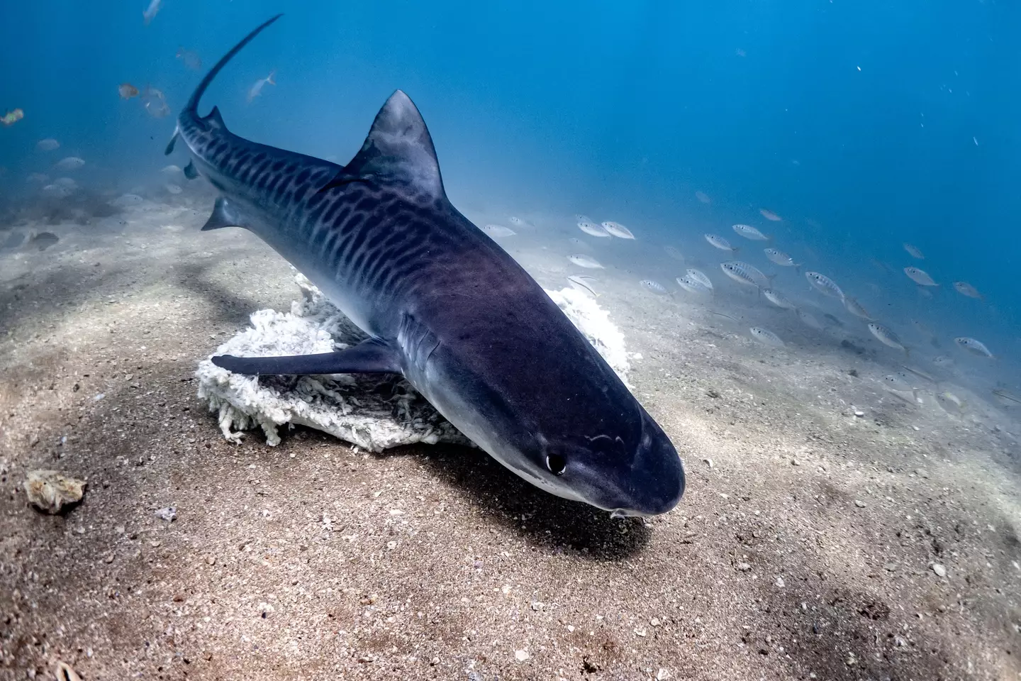 Tiger sharks will eat practically anything