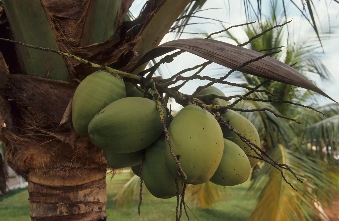 Vita Coca has switched the coconut sources between its US and European operations (UniversalImagesGroup / Contributor/Getty Images)