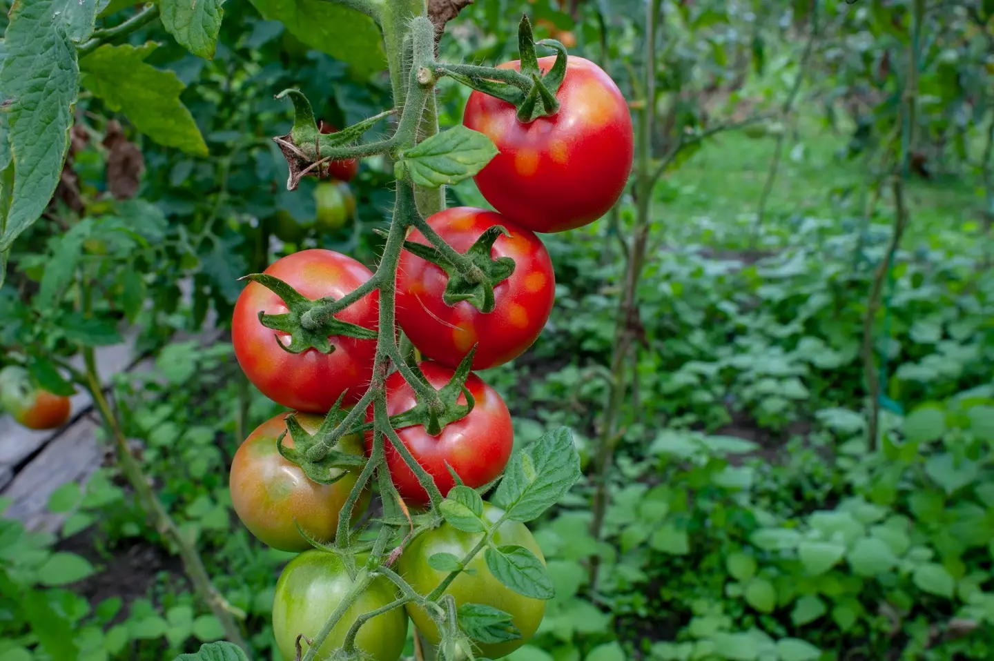 The tomatoes were distributed in North Carolina, South Carolina and Georgia (Mykhailo Hrytsiv / 500px/Getty Images)
