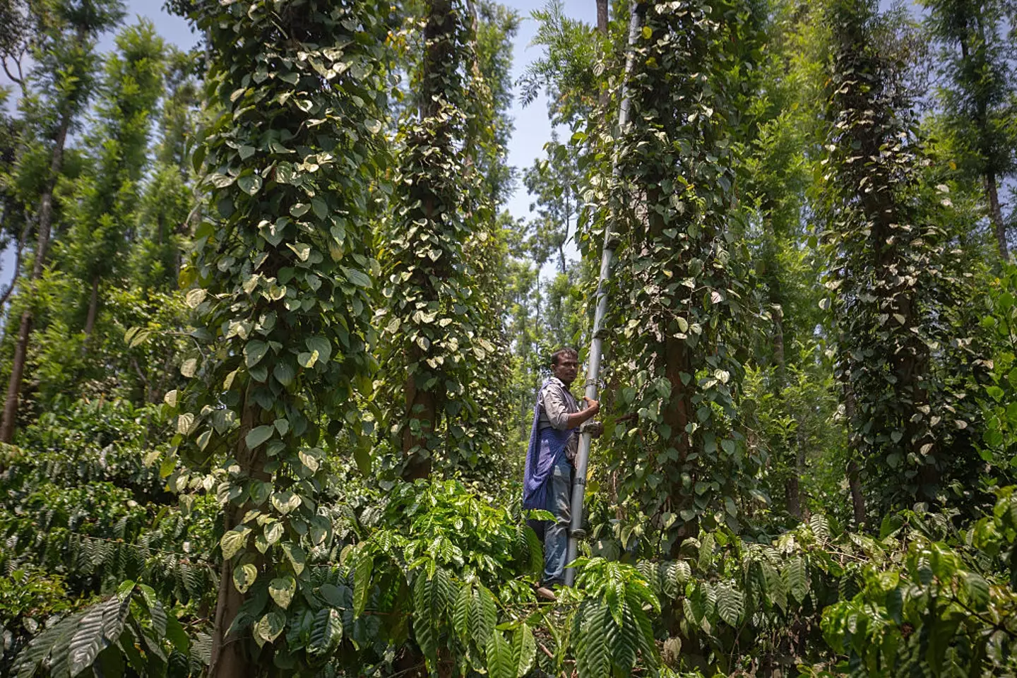 A peppercorn farm in India (Abhishek Chinnappa / Stringer/Getty Images)