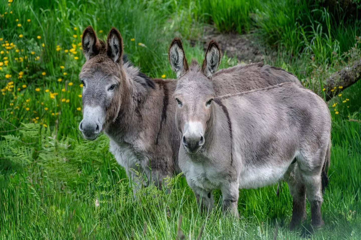 The most friend-shaped creatures of all time? (Pauline Lewis/Getty Images)