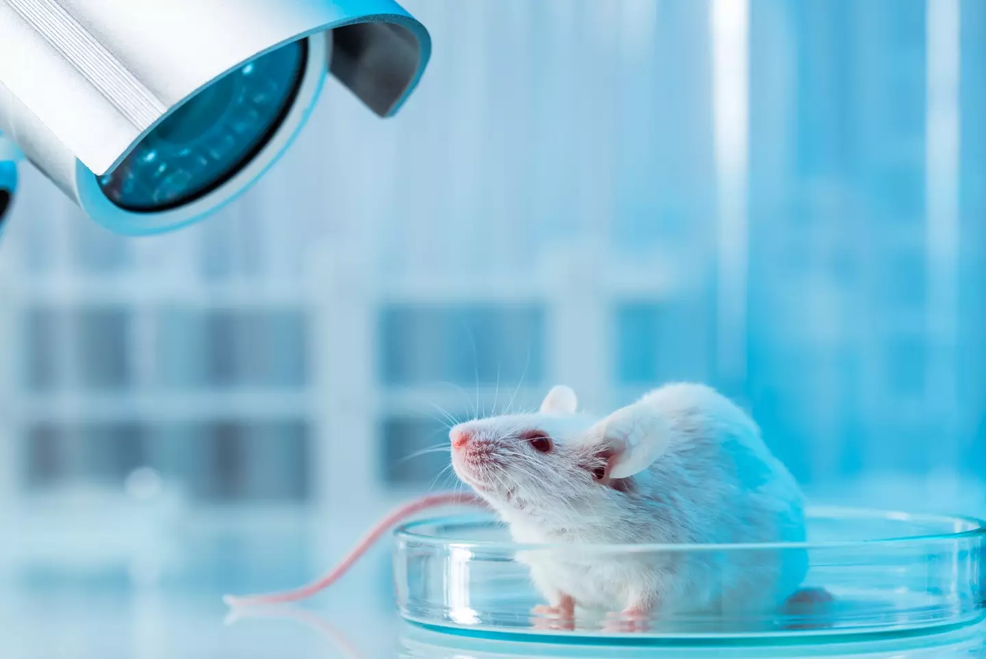 Researchers found neural pathways explaining the phenomenon in mice, and human brains react similarly ( D-Keine/Getty Images)