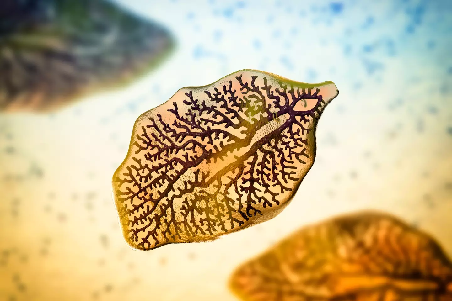 An illustration of the liver fluke (Getty Images/Kateryna Kon/Science Photo Library)