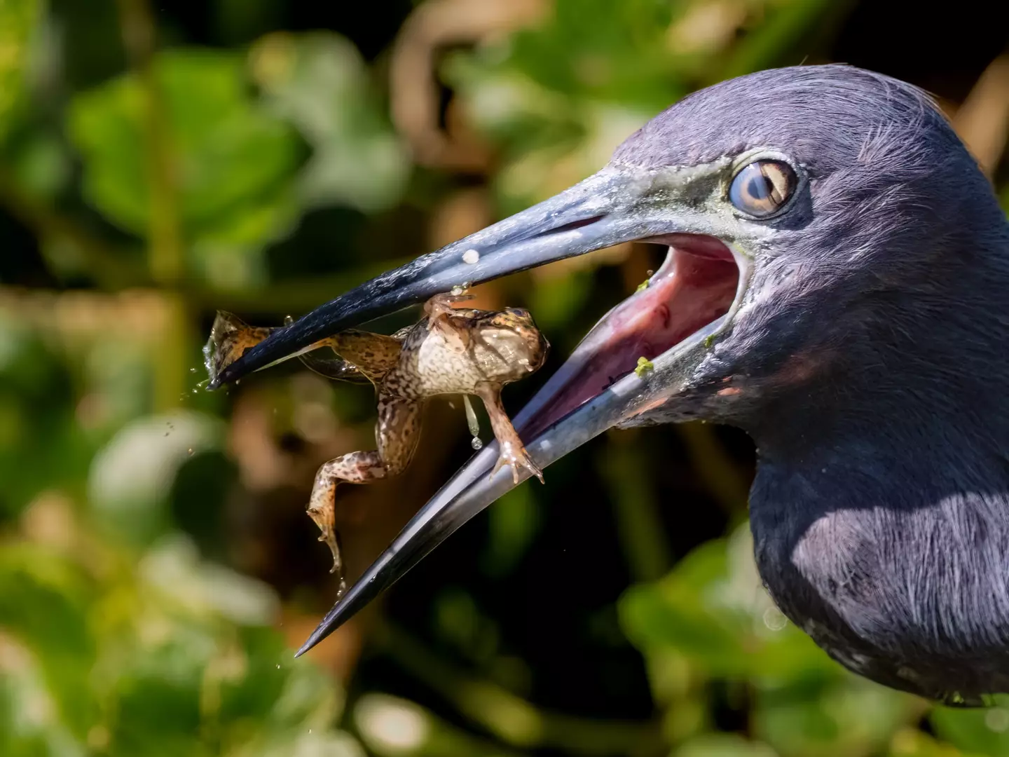 Frogs never know when to give up - Carlos Carreno via Getty Images